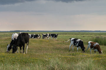 cows in dutch field wm