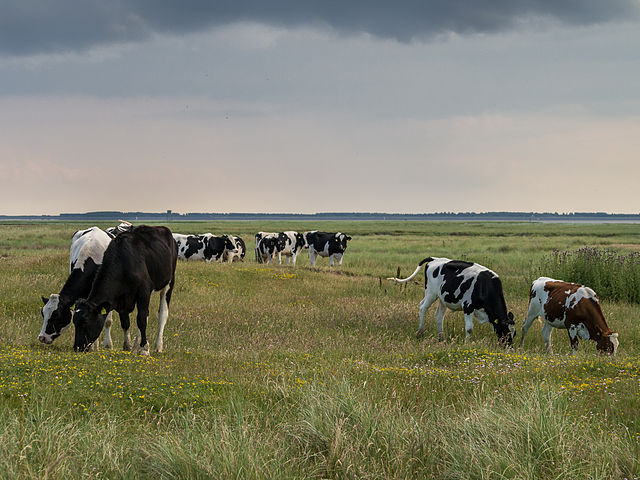 cows in dutch field wm