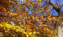 autumn leaves