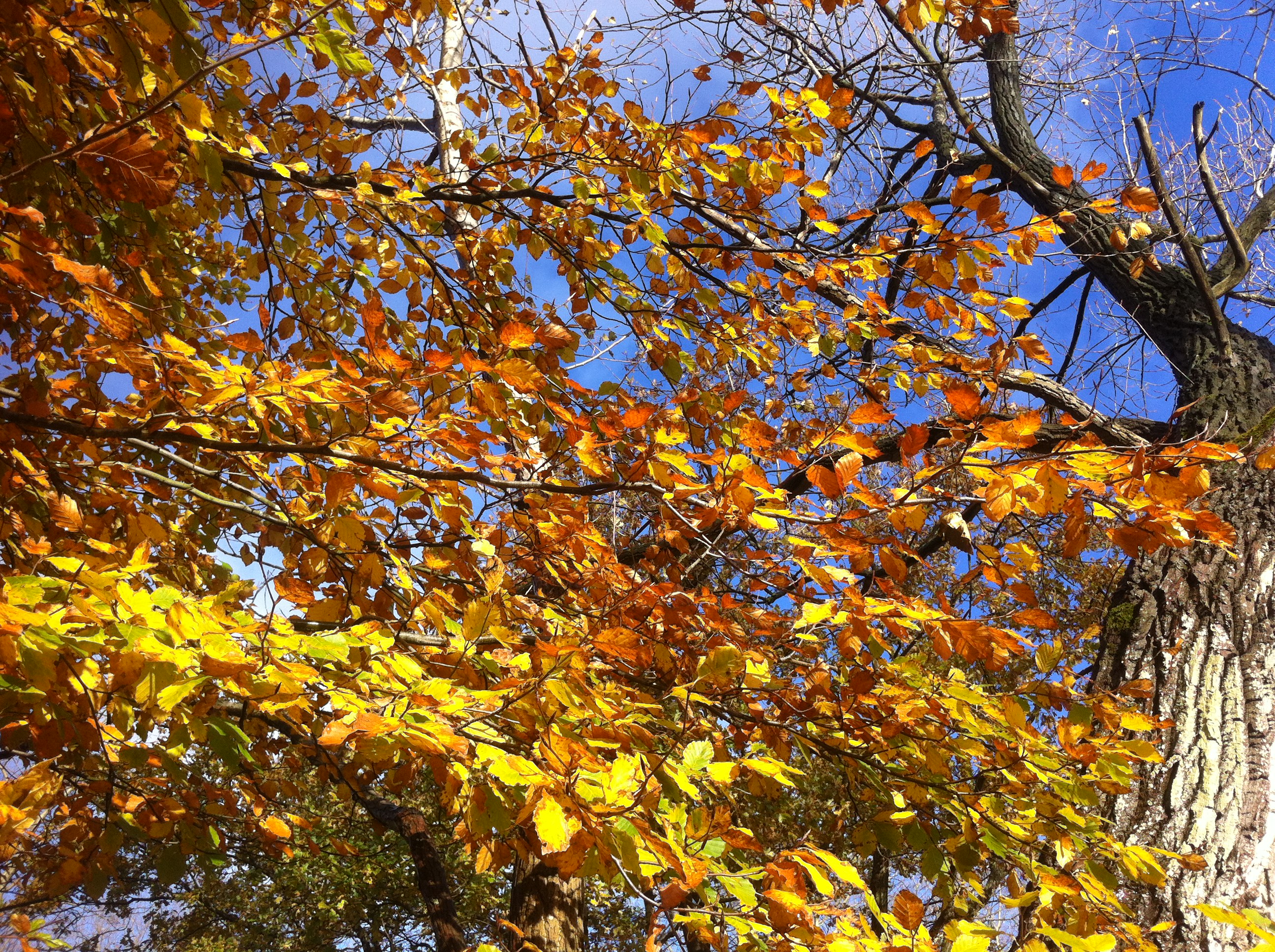 autumn leaves