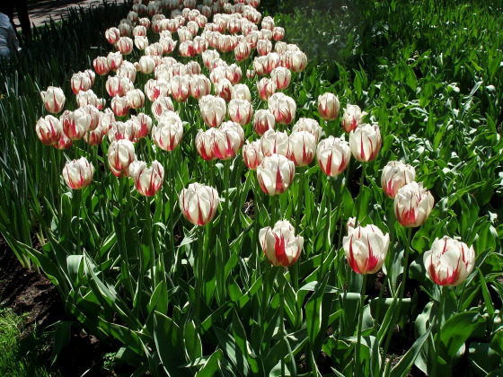 red and white tulips