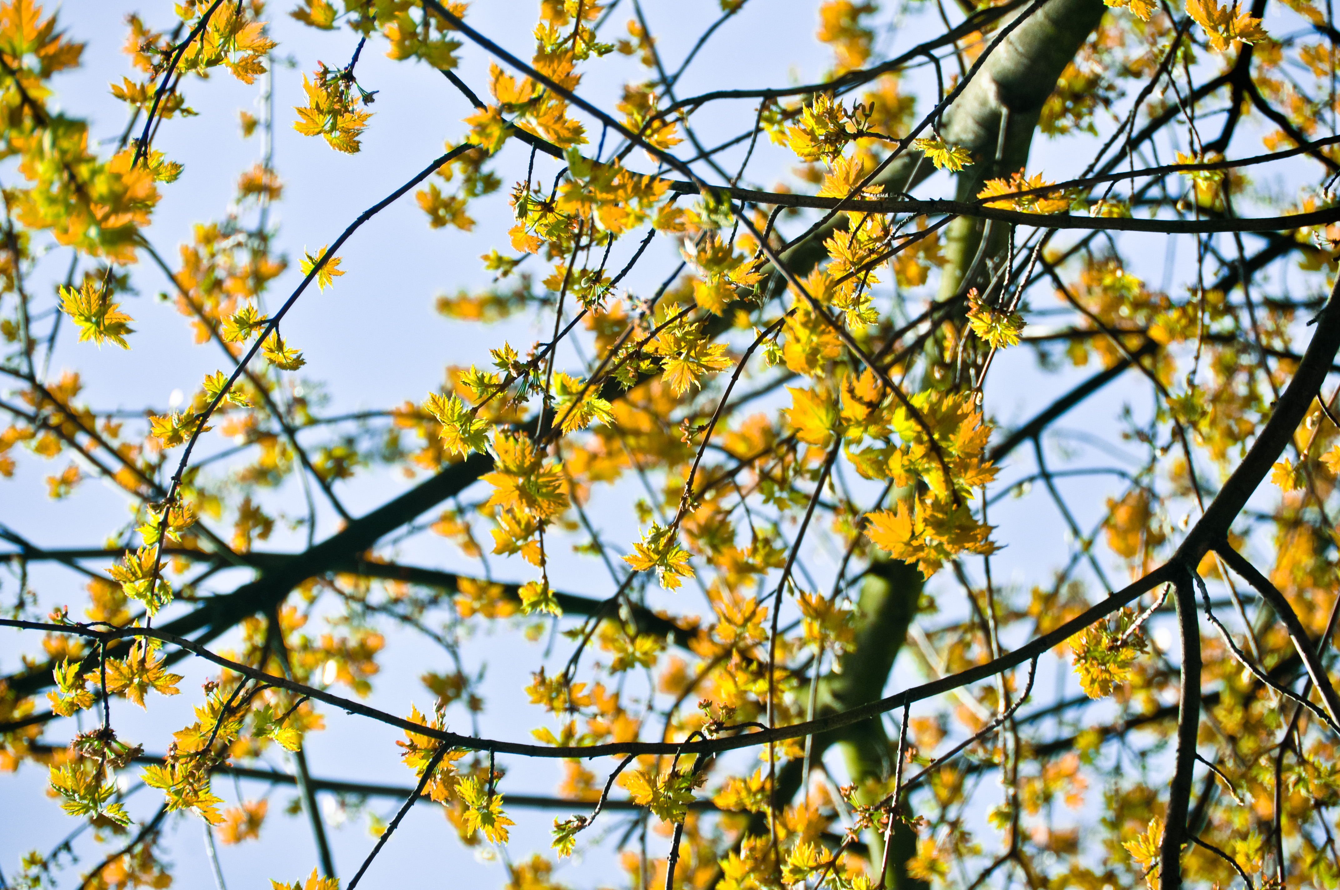 Spring blossom. Photo: Anne Lakeman Spring blossom. Photo: Anne Lakeman