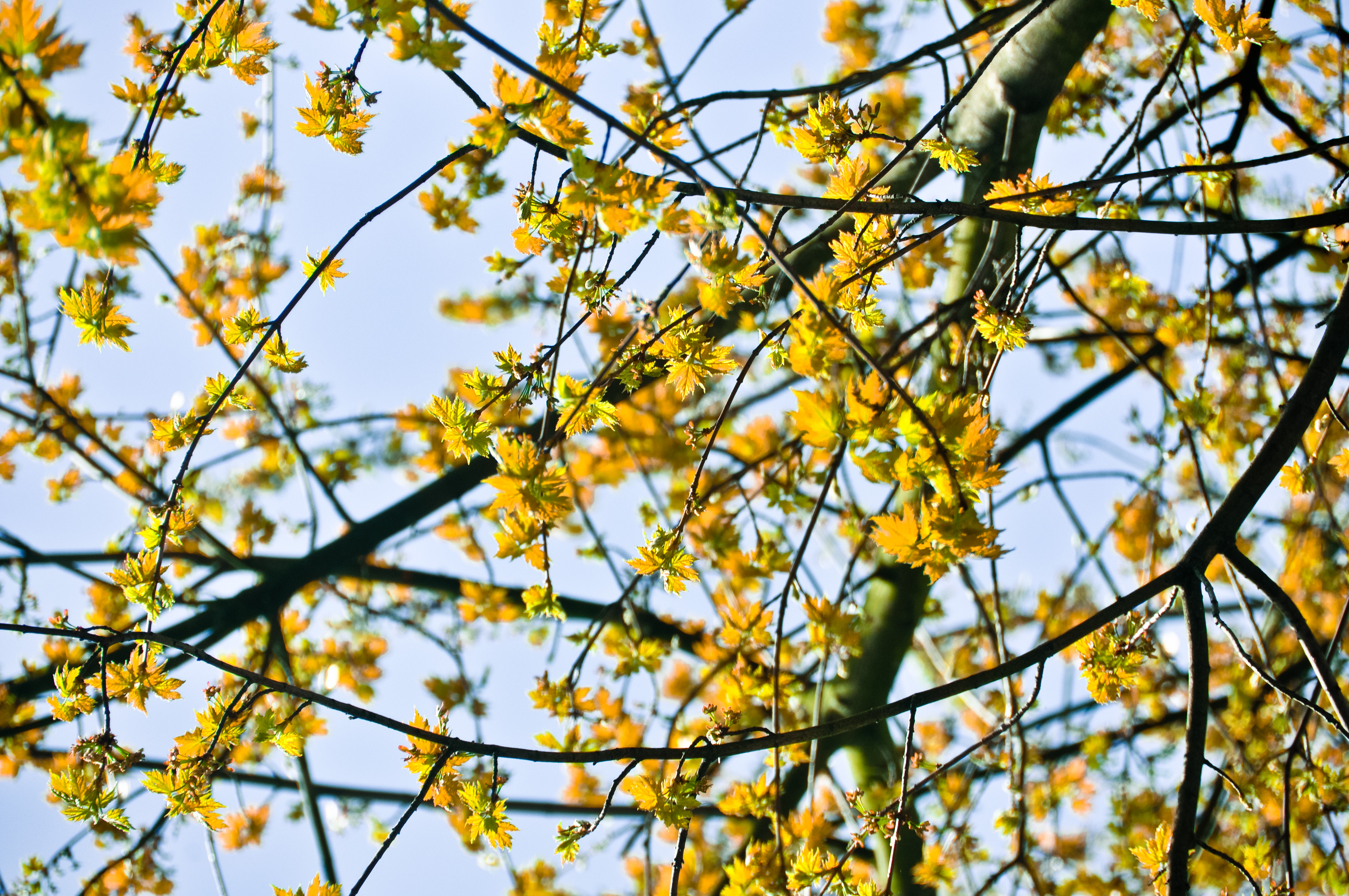 Spring blossom. Photo: Anne Lakeman