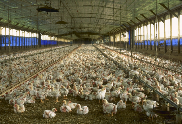 factory farming chickens