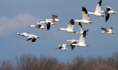 Snow Geese in Flight