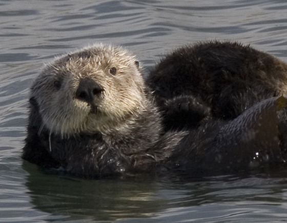 otter wikimedia commons
