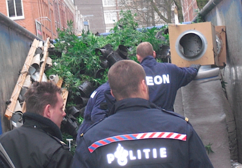 Police dismantling a marijuana plantation in Amsterdam. Photo: DutchNews.nl