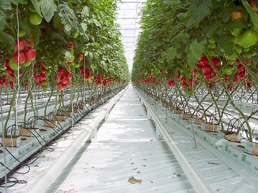 tomatoes growing