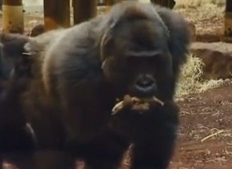 Jacko beurs gorilla