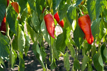 red organic peppers growing in the garden