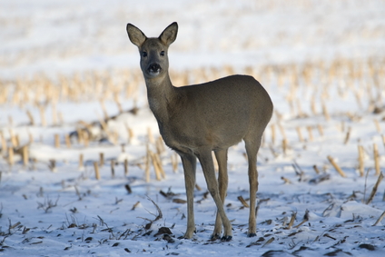 Deer in the snow, Netherlands