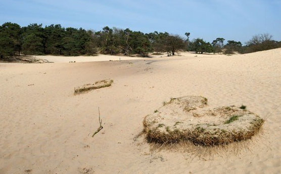 dunes in Brabant