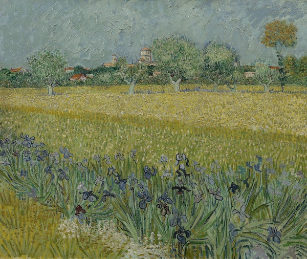 field with irises near arles
