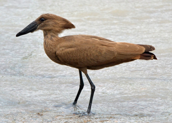 hamerkop stork