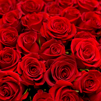 lots of roses background