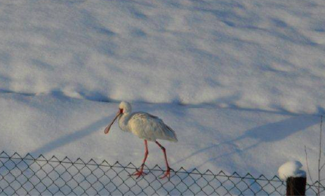 spoonbill