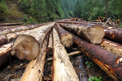 Freshly cut tree trunks near a forest road