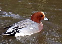 Wild ducks are carrying bird flu, say researchers