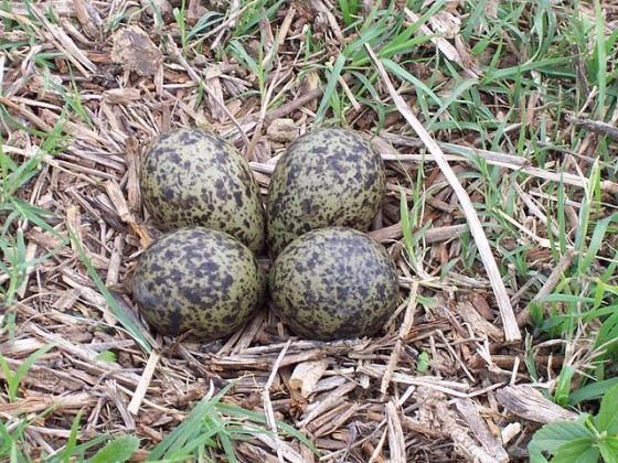 lapwing eggs