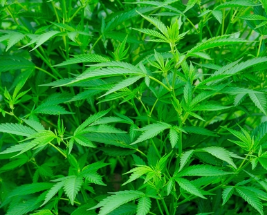 cannabis plants close up
