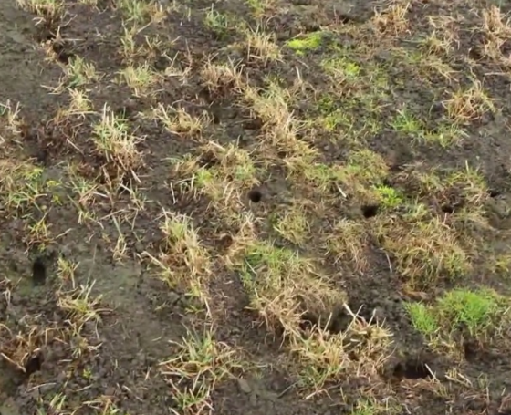 mouse damage friesland