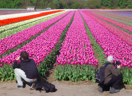 Tourists photographing tulip fields. Photo: DutchNews.nl