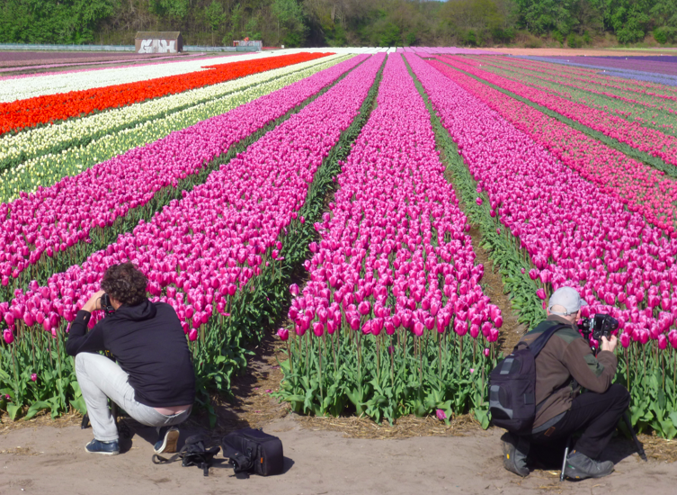 tourists tulips