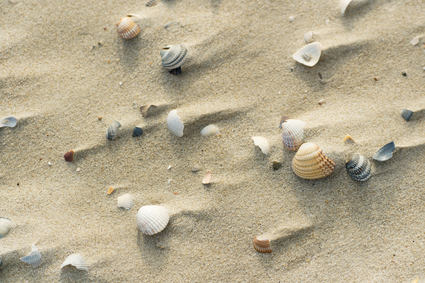 Shells at windy beach
