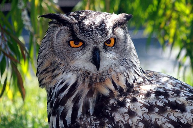 Eagle owl