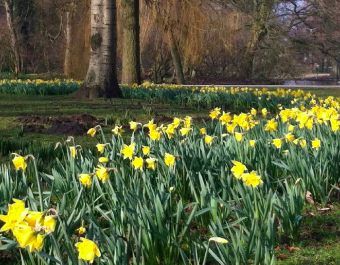 daffodils spring
