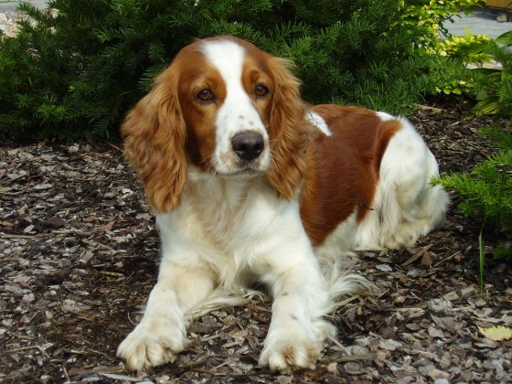 spaniel dog