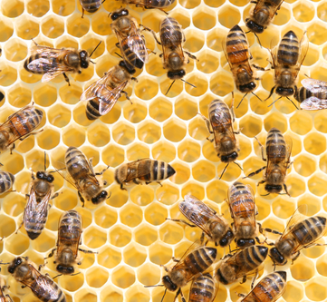 Honey comb and a bee working