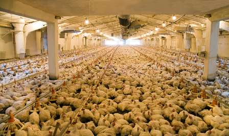 chickens factory farm hens