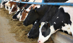 cows shed indoors mega farm