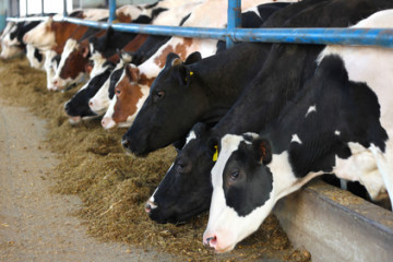 cows shed indoors mega farm