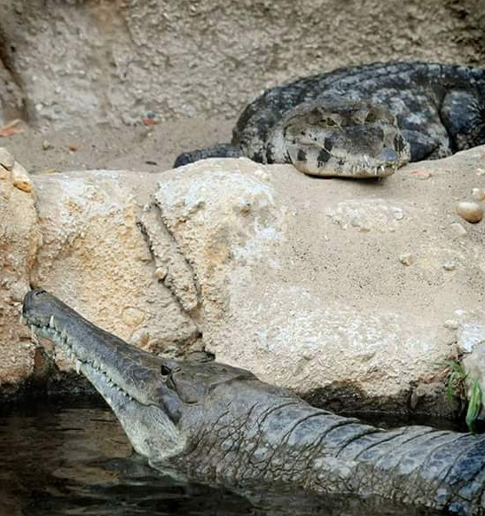 rotterdam zoo