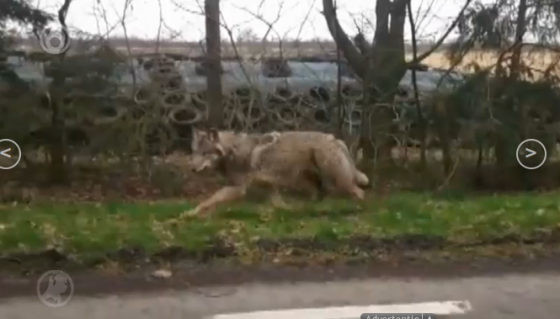 wolf in germany