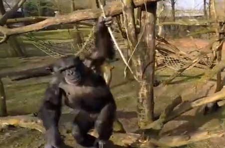 Video: chimp attacks drone flying over Dutch zoo