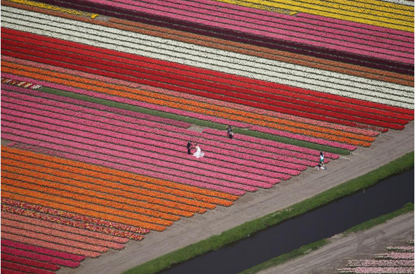 Police hunt bridal couple in the tulip fields