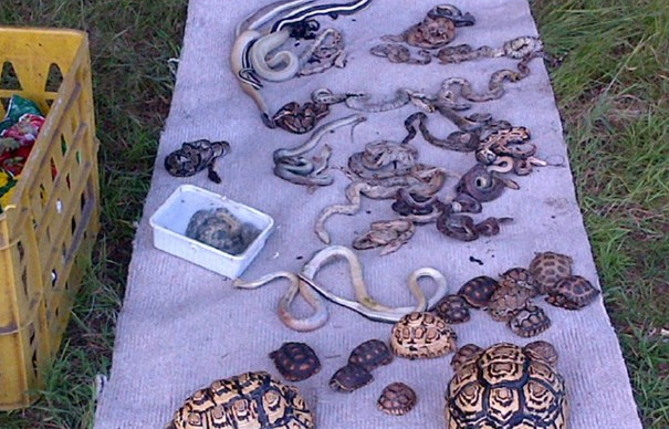 animals dumped reptiles dead