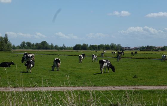 cows field summer grass