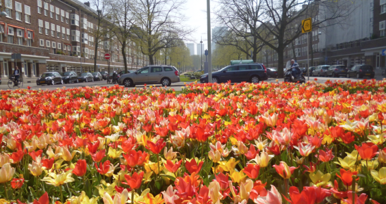orange tulips amsterdam