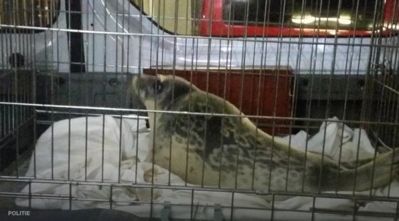 Seal in Utrecht