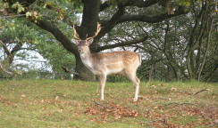 fallow deer amsterdam