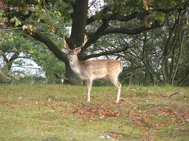 fallow deer amsterdam