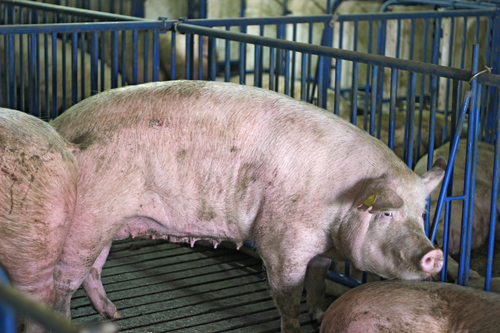pig farm factory farming