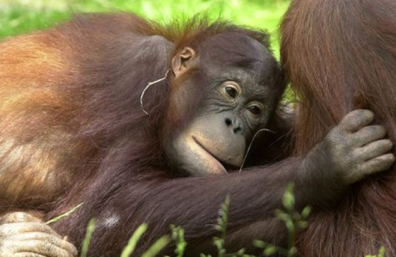 orangutan apenheul