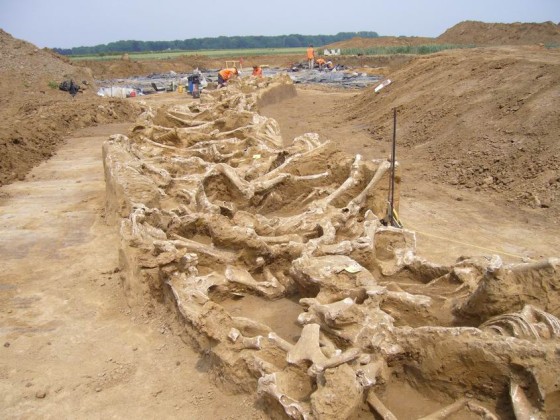 Borgharen horse graves