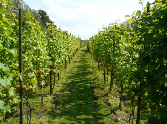 Dutch vineyard