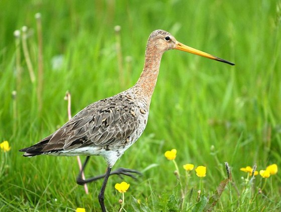 Godwit